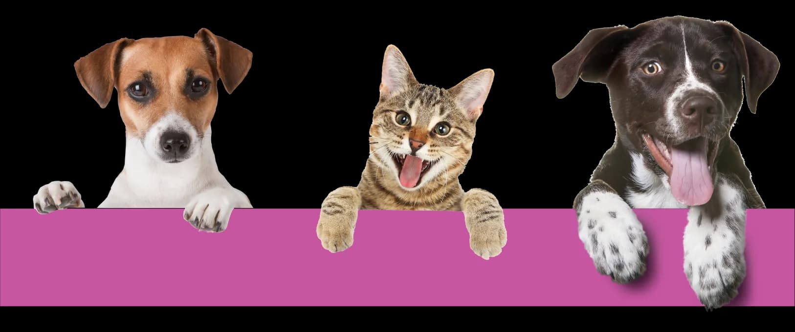Drei süße Tiere zusammen auf einem Banner: ein Hund, eine Katze und ein weiterer Hund.